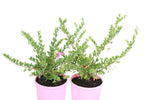 Eremophila Pink Marshmallow