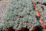 Eremophila Silver Ball