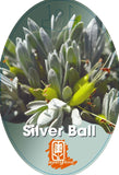 Eremophila Silver Ball