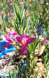 Eremophila altern x maculata Wild Berry