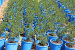 Eremophila altern x maculata Wild Berry