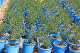 Eremophila altern x maculata Wild Berry