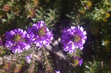 Eremophila densifolia Purple Carpet