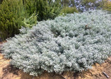 Eremophila glabra Blue Horizon TM EREM1