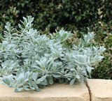 Eremophila glabra Blue Horizon TM EREM1