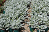 Eremophila glabra Blue Horizon TM EREM1