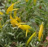 Eremophila glabra Belalla Gold