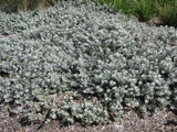 Eremophila glabra Kalbarri Carpet