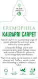 Eremophila glabra Kalbarri Carpet