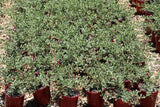 Eremophila glabra Prostrate Burgundy