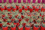 Eremophila glabra Red Desert