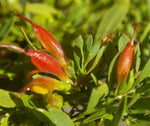 Eremophila glabra Roseworthy