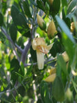 Eremophila maculata Allara