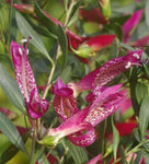 Eremophila maculata Magic Blush