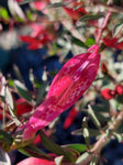 Eremophila maculata Magic Blush