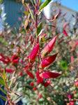 Eremophila maculata Magic Blush