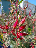 Eremophila maculata Magic Blush