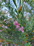 Eremophila race. X macu. Fairy Floss