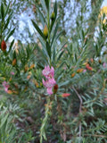 Eremophila race. X macu. Fairy Floss