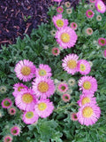 Erigeron Sea Breeze