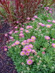 Erigeron Sea Breeze