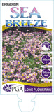 Erigeron Sea Breeze