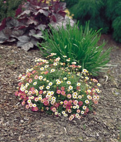 Erigeron Spindrift