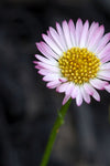 Erigeron Spindrift