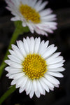 Erigeron Spindrift