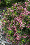 Escallonia Hedge With an Edge Appleblossom