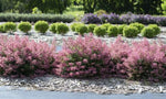 Escallonia Hedge With an Edge Appleblossom