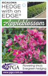 Escallonia Hedge With an Edge Appleblossom