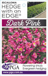 Escallonia Hedge With an Edge Dark Pink