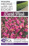 Escallonia Hedge With an Edge Dark Pink