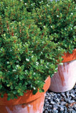 Escallonia Hedge With an Edge Dwarf Pink