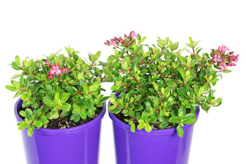 Escallonia Hedge With an Edge Dwarf Pink