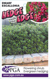 Escallonia Hedge With an Edge Dwarf Pink