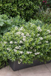 Escallonia Hedge With an Edge White