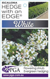 Escallonia Hedge With an Edge White