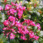 Escallonia Pink Pixi