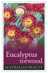 Eucalyptus Torwood