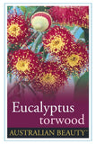 Eucalyptus Torwood