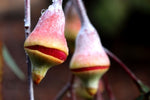 Eucalyptus caesia Silver Princess