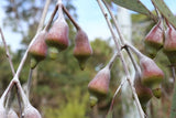 Eucalyptus caesia Silver Princess