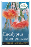 Eucalyptus caesia Silver Princess