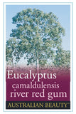 Eucalyptus camaldulensis