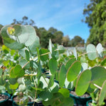 Eucalyptus cinerea