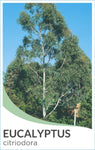 Eucalyptus citriodora