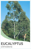 Eucalyptus citriodora