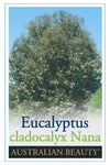 Eucalyptus cladocalyx Nana